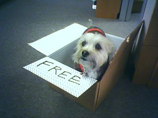 Step 1. Cut a hole in a box. Step 2. Put your dog in the box.