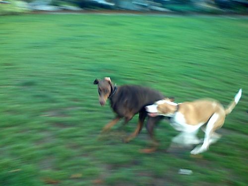 Pista and the Dobie