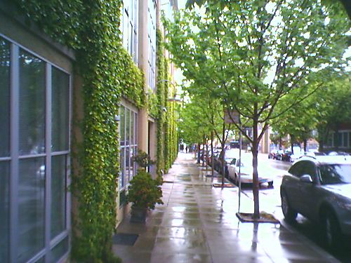 Morning After Rain