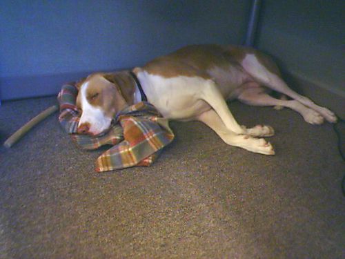 Pista Under Desk