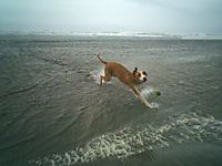 pista (splash)