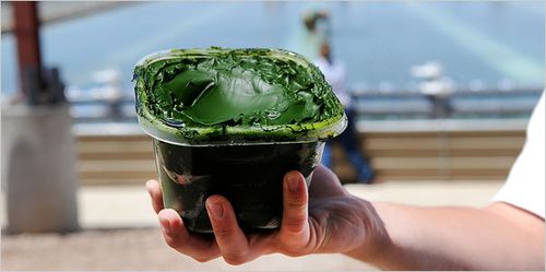 Algae
