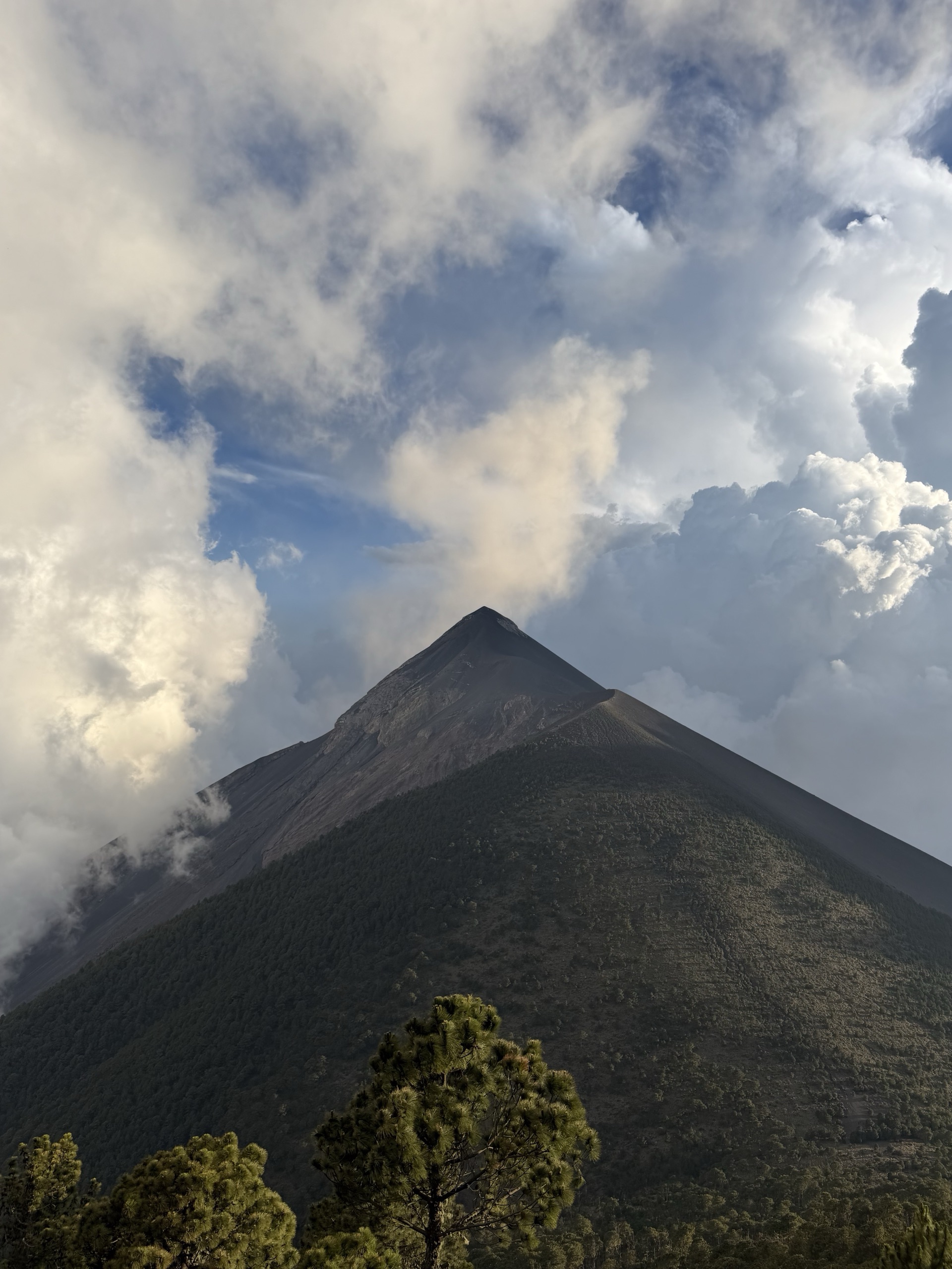 Volcán de Fuego under building clouds, pines in the foreground
