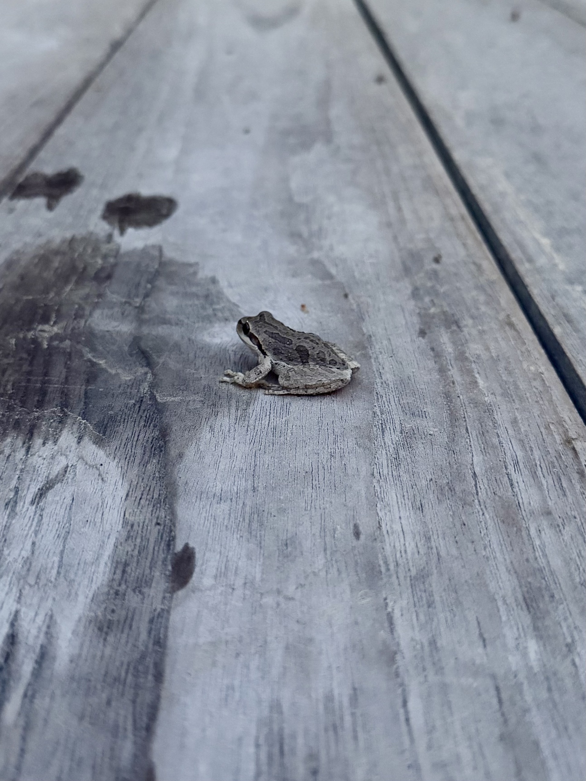A small tree frog on a weathered wooden table